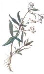 Botanika – Aquarelles de Malcy de Chazal (1804 – 1880)