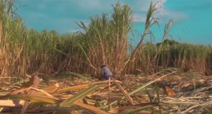 Man working in the sugar-cane field.